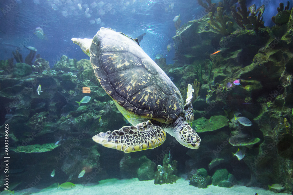 Obraz premium Swimming Turtle underwater