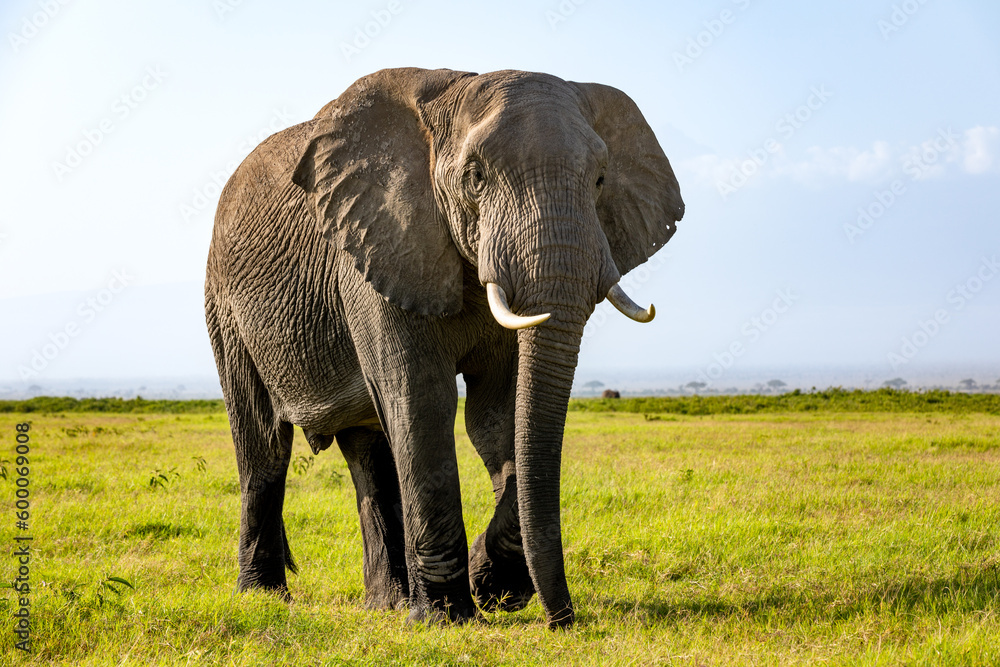 A massive elephant walking across the foreground. Amboseli national park, Kenya.