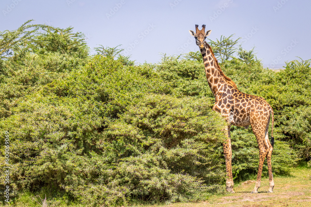 Masai giraffe (Giraffa tippelskirchi or Giraffa camelopardalis tippelskirchi) looking at the camera, Amboseli national park, Kenya. Masai giraffe (Giraffa tippelskirchi or Giraffa camelopardalis tippelskirchi) looking at the camera, Amboseli national park, Kenya.