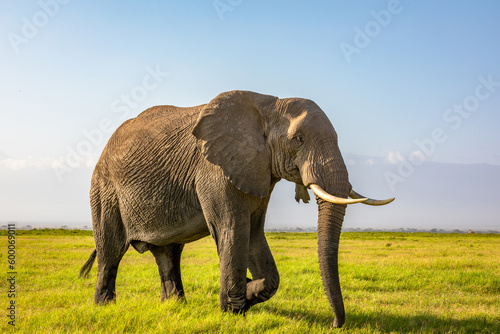 A massive elephant walking across the foreground. Amboseli national park  Kenya.