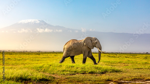Mount Kilimanjaro with an elephant walking across the foreground. Amboseli national park  Kenya.