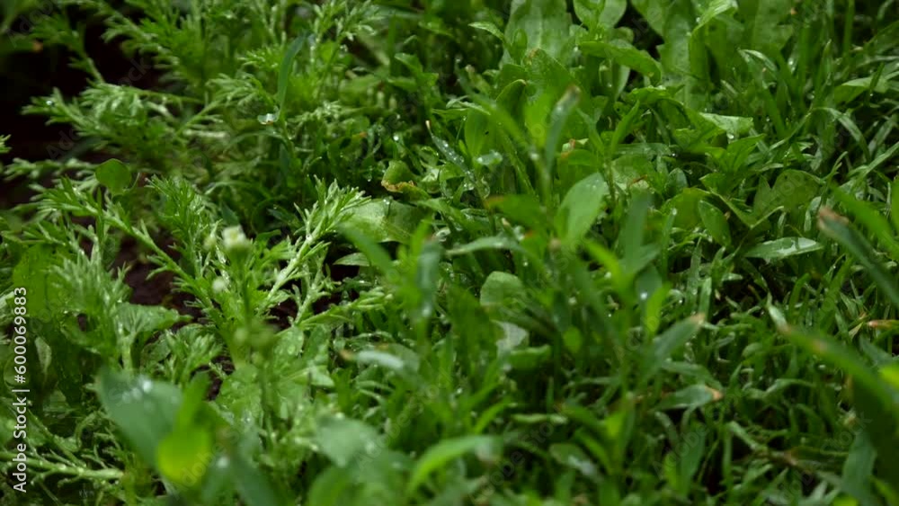 Green grass in summer. Grass on the ground close-up. Weeds in the ground. Green grass in summer. Grass on the ground close-up. Weeds in the ground.