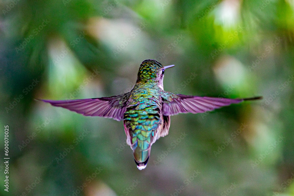 Obraz premium hummingbird in flight
