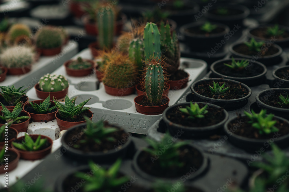 Rows of potted cactuses and succulent plants in a greenhouse. Rows of potted cactuses and succulent plants in a greenhouse.