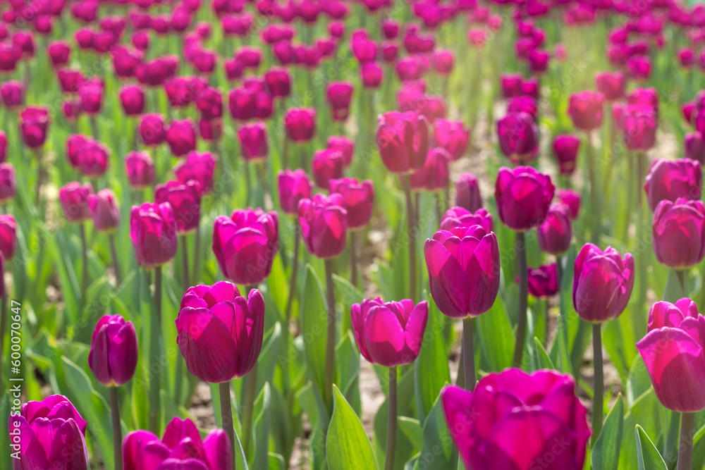 field of purple tulips in the rays of the sun. Beautiful floral background.