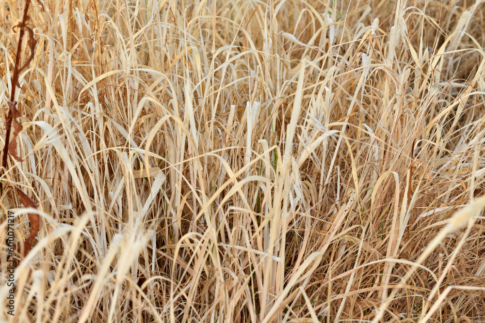 Fototapeta premium envidia, lechuguilla romana 