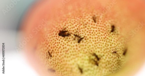 mosquitoes trapped and died in pitcher cup of Nepenthes, a genus of carnivorous plants, also known as tropical pitcher plants, or monkey cups, in the monotypic family Nepenthaceae.