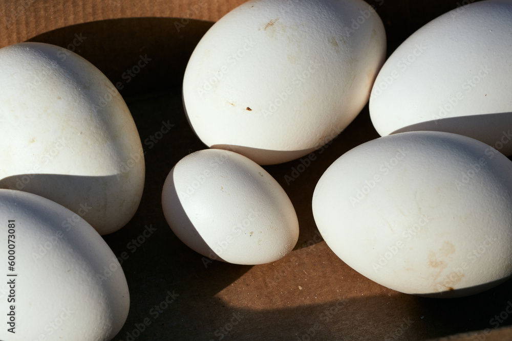 the small egg the small egg