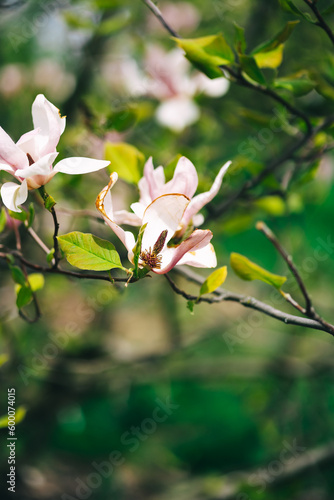 blooming tree in spring pink magnolia tenders and beautiful flowers 