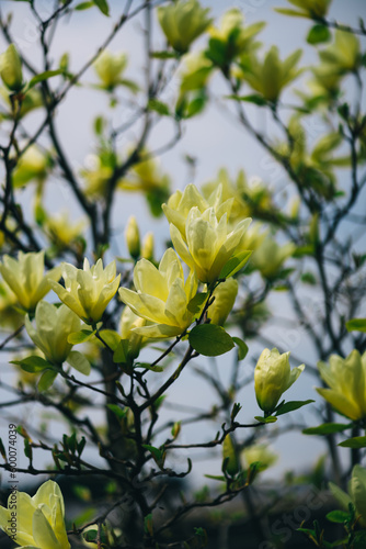 blooming yellow magnolia yellow river. fragrant tree in the park