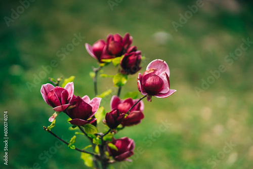pink magnolia black tulip blooming in the garden. bright large fragrant flowers