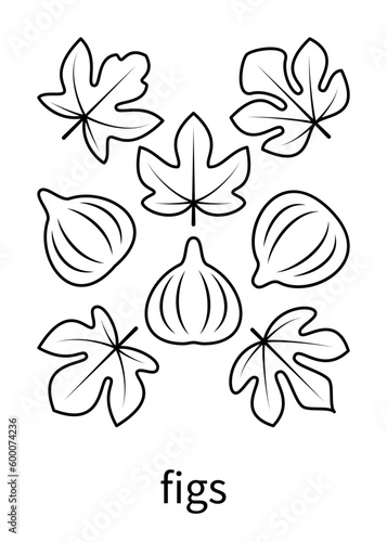 Figs leaves and figs fruits vector linear icons. Isolated collection of line icon figs leaves on white background.