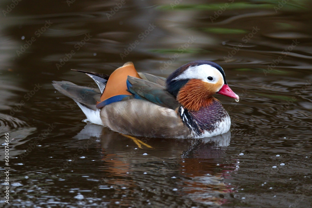 Mandarinente Mandarinente
