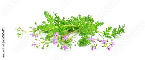 Stems with bright pink flowers and carved leaves isolated on white background. Erodium cicutarium or common stork's-bill, redstem filaree.
 photo