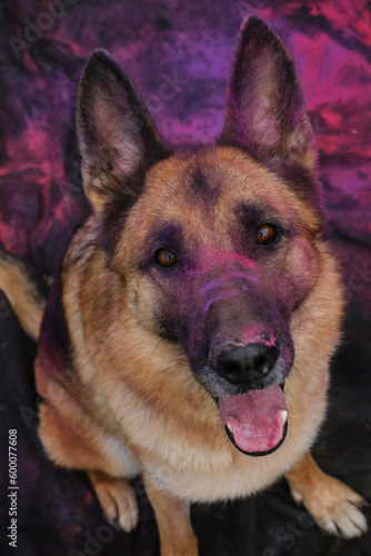 German Shepherd with pink and purple holi colors on face sits on black fabric background and looks up smiling. Beautiful active dog poses at photo shoot with paints. Portrait of dog top view.