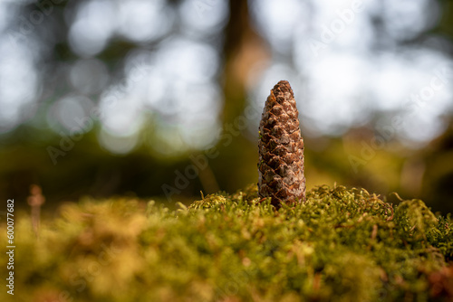 Pine cone on forest foam