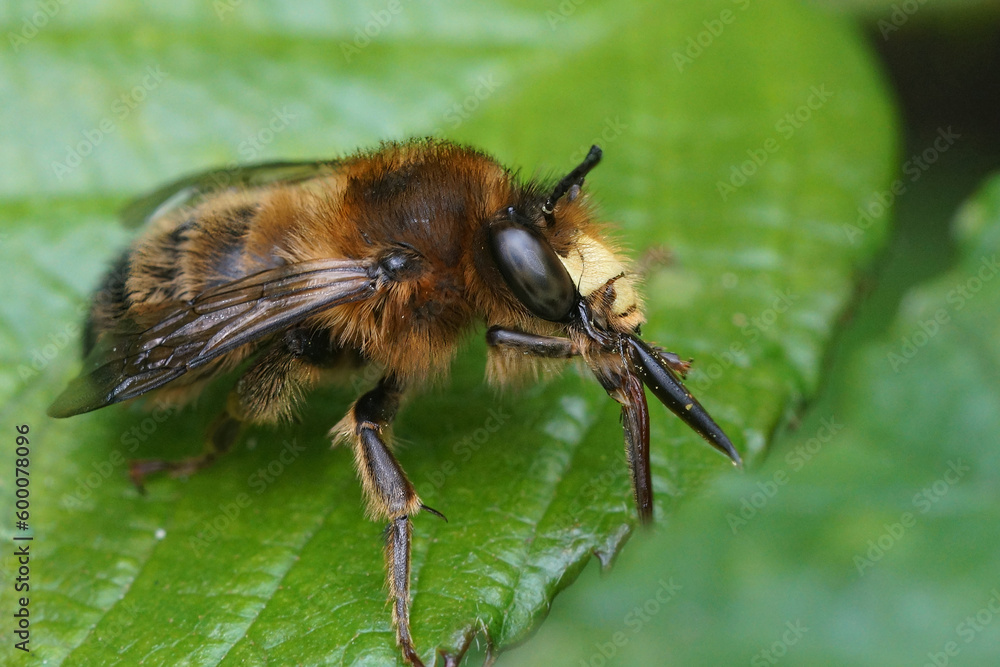 Closeup on a male fork-tailed flower bee, Anthophora furcata sitting on a green leaf cleaning it's long tongue Closeup on a male fork-tailed flower bee, Anthophora furcata sitting on a green leaf cleaning it's long tongue
