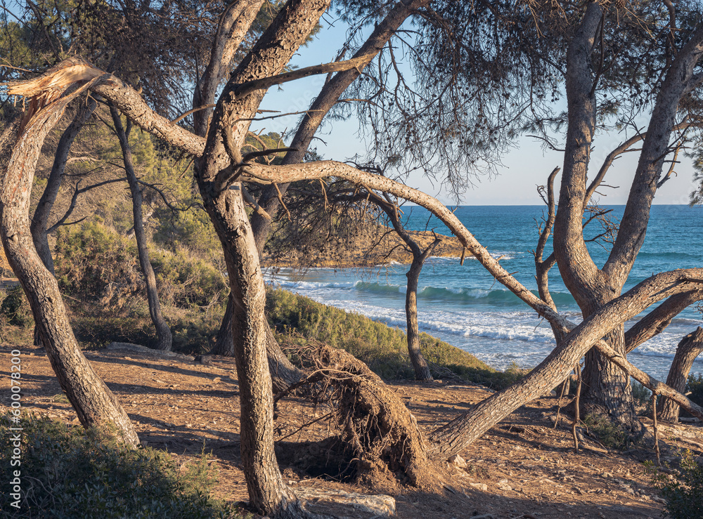 Tranquil Beauty of La Marquesa Forest, Tarragona, Catalonia Tranquil Beauty of La Marquesa Forest, Tarragona, Catalonia