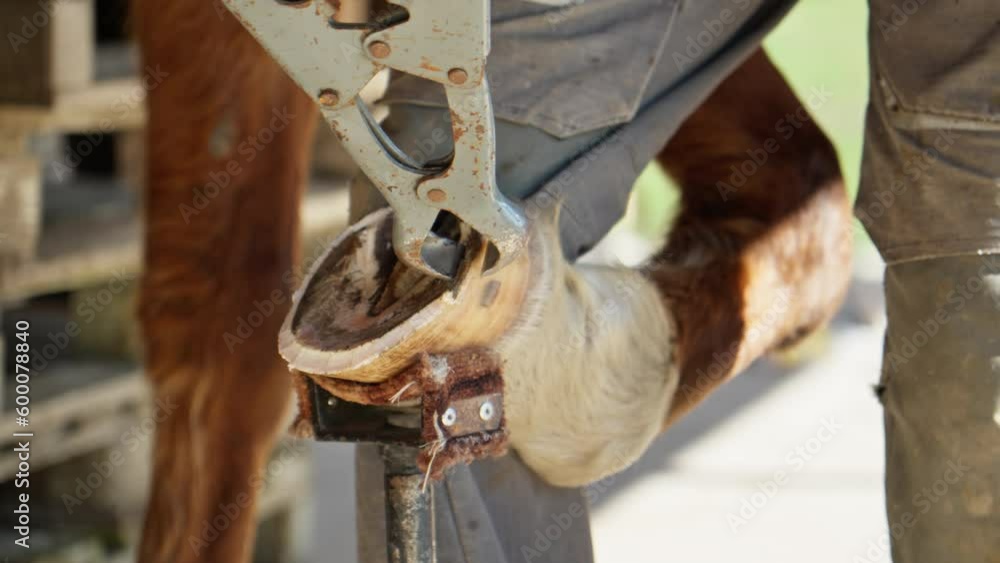 Farrier shapes horse's hooves using nippers. Horse care. Horse hoof