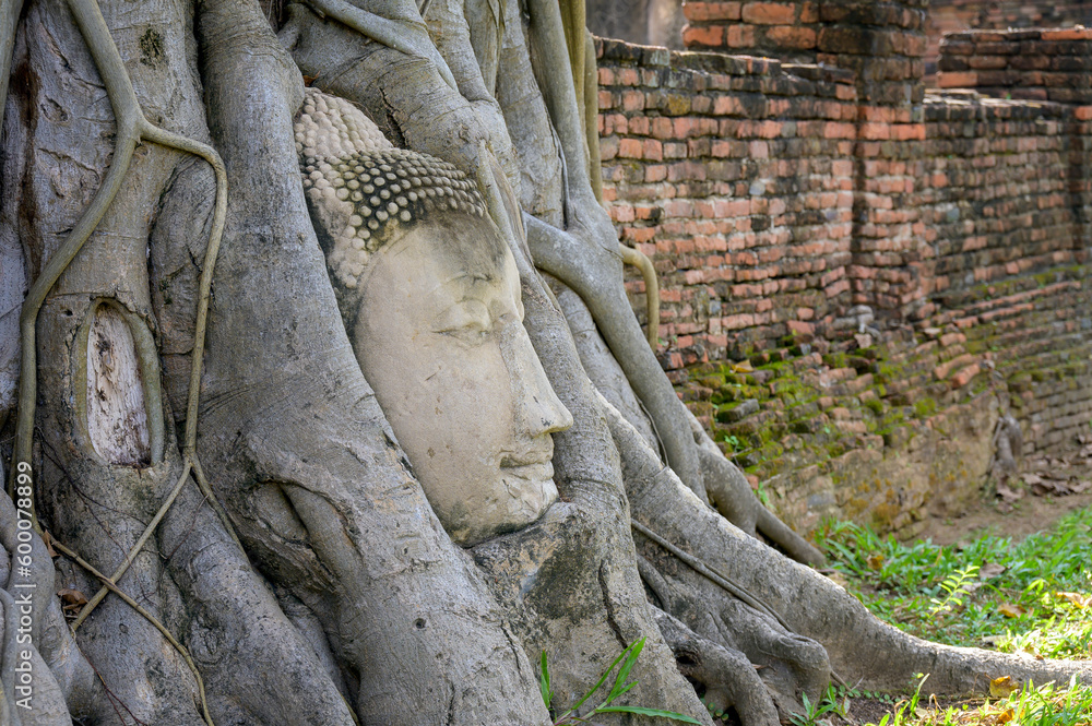 Buddha head in strangler fig roots at Wat Mahathat, Ayutthaya Buddha head in strangler fig roots at Wat Mahathat, Ayutthaya