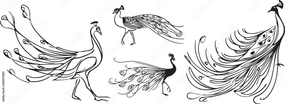 Beautiful Peacock Line art vector silhoutte 