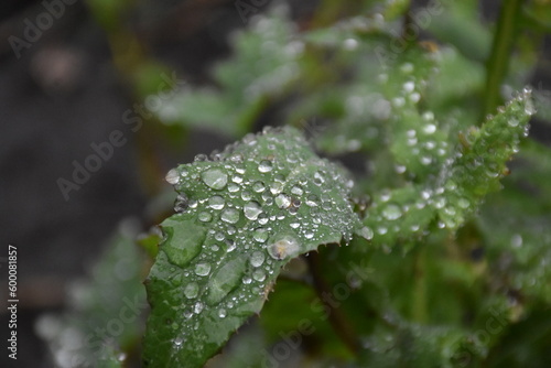 The green leaf with water drops