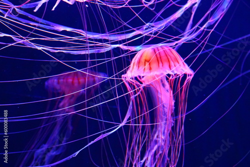 jellyfish in blue © Kei. S