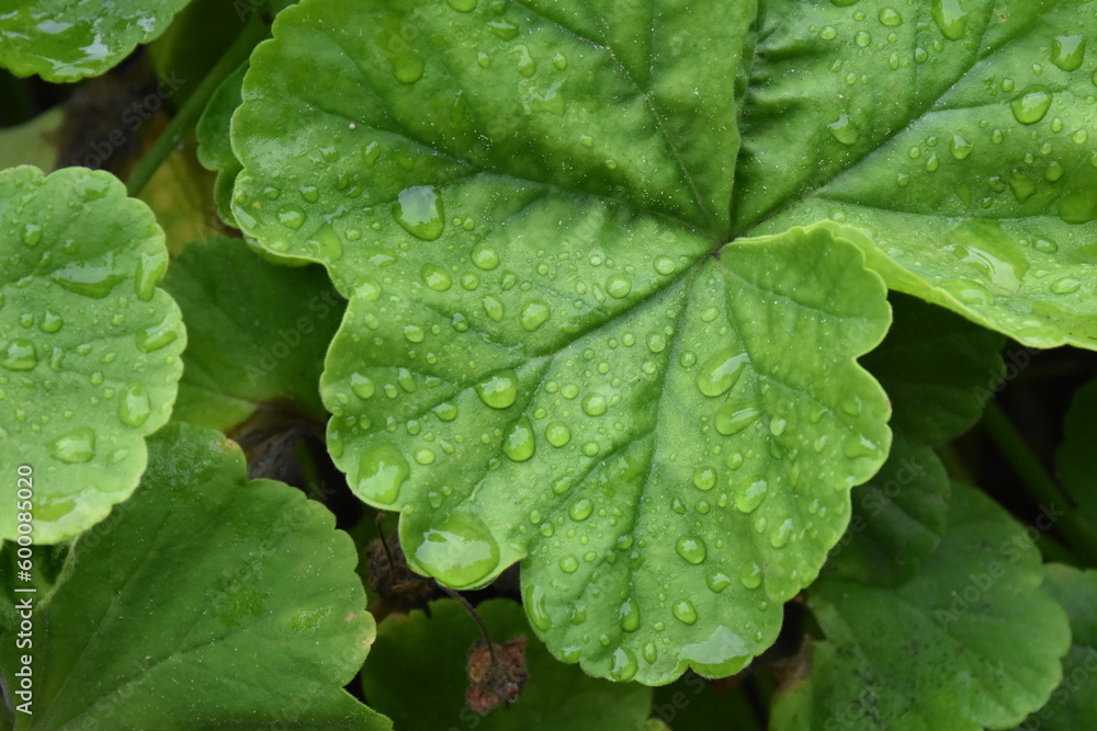 The green pelargonium leaves with water drops The green pelargonium leaves with water drops
