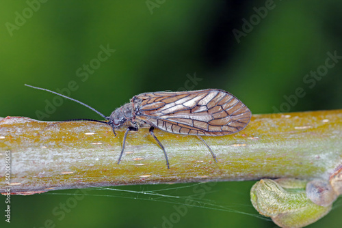 Alderfly (Sialis lutaria) Megaloptera, Family Sialidae. A winged adult insect on a willow branch. photo