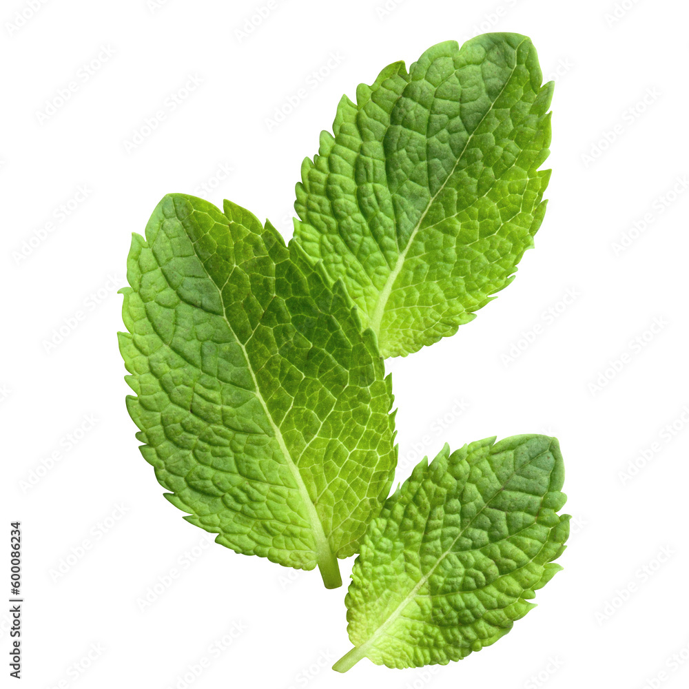 Delicious mint leaves cut out Delicious mint leaves cut out