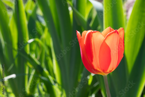 Radiant Red Tulip in a Serene Garden Landscape  springtime in south of France  copy space for text or title