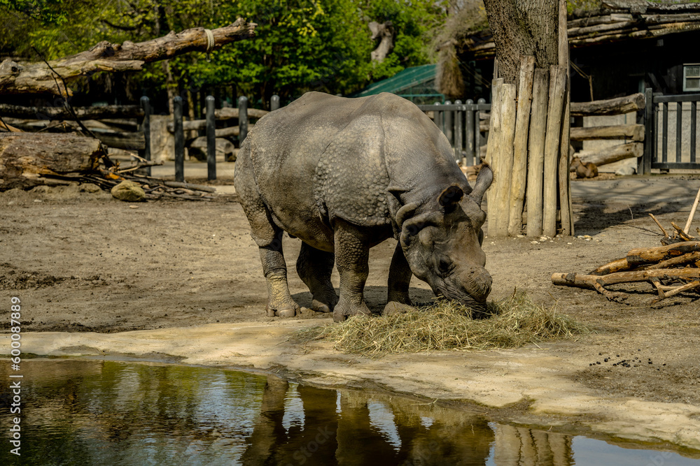Obraz premium rhino in the water, Schönbrunn Zoo