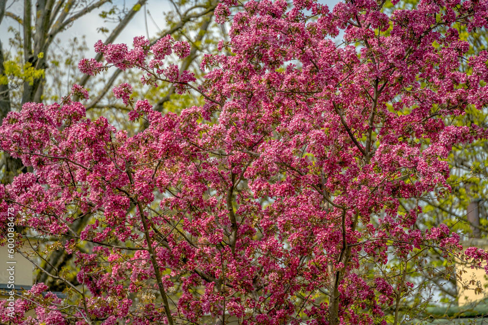 pink flowers in the garden