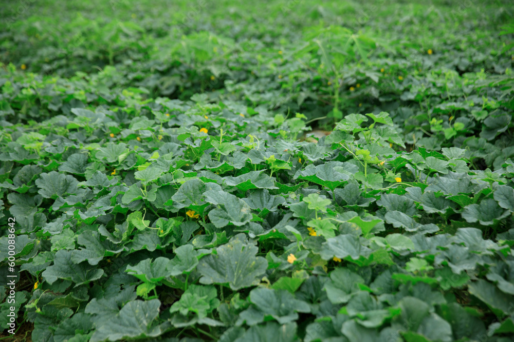 Green cucumber crops in growth in garden, China