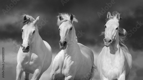 White horses close up portrait in motion