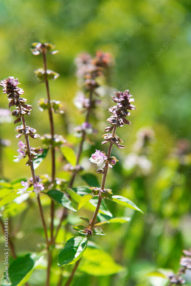 Basil, plants with green leaves and purple flowers growing in summer garden Basil, plants with green leaves and purple flowers growing in summer garden