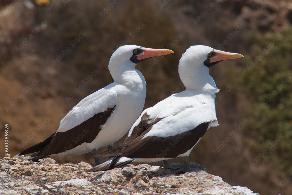 Red-footed booby on Isla de la Plata, Manabi Province, Ecuador, South America
Red-footed booby on Isla de la Plata, Manabi Province, Ecuador, South America