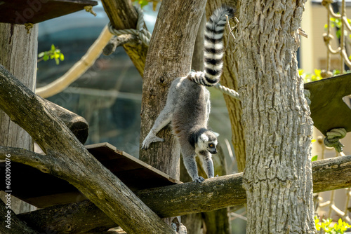 lemur on tree  Sch  nbrunn Zoo