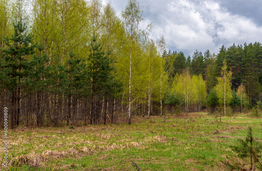 Springtime forest with trees with young green leaves. Aerial spring landscape. Springtime forest with trees with young green leaves. Aerial spring landscape.