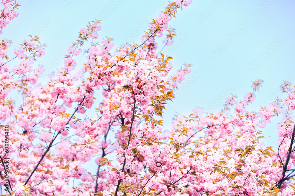 blooming cherry trees. pink precarous fragrant flowers on a Japanese cherry tree. oriental theme