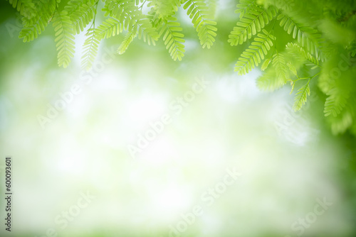 Nature of green leaf in garden at summer. Natural green leaves plants using as spring background cover page greenery environment ecology lime green wallpaper