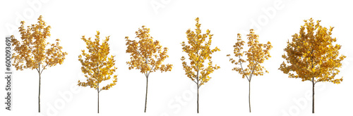 Fototapeta Naklejka Na Ścianę i Meble -  Set of 6 small and middle autumn trees sycamore platanus maple street trees isolated png on a transparent background perfectly cutout