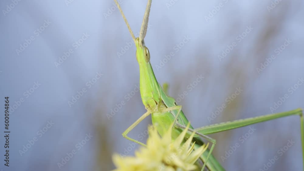 Frontal portrait of Giant green slant-face grasshopper Acrida sitting on spikelet on grass and blue sky background. Bottom view Frontal portrait of Giant green slant-face grasshopper Acrida sitting on spikelet on grass and blue sky background. Bottom view