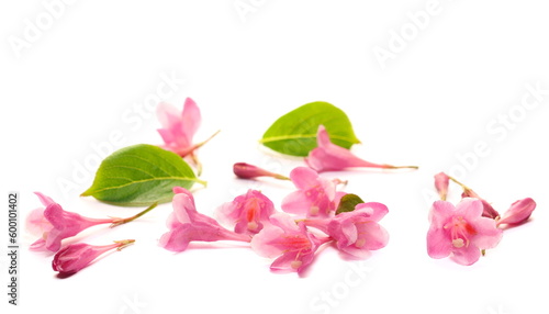 Garden pink flowers twig isolated on white