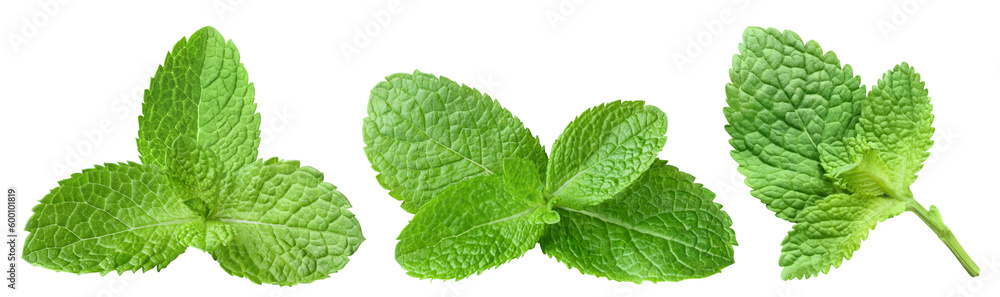 Collection of fresh mint leaves cut out - obrazy, fototapety, plakaty 