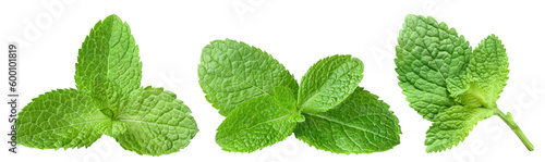 Foto Collection of fresh mint leaves cut out