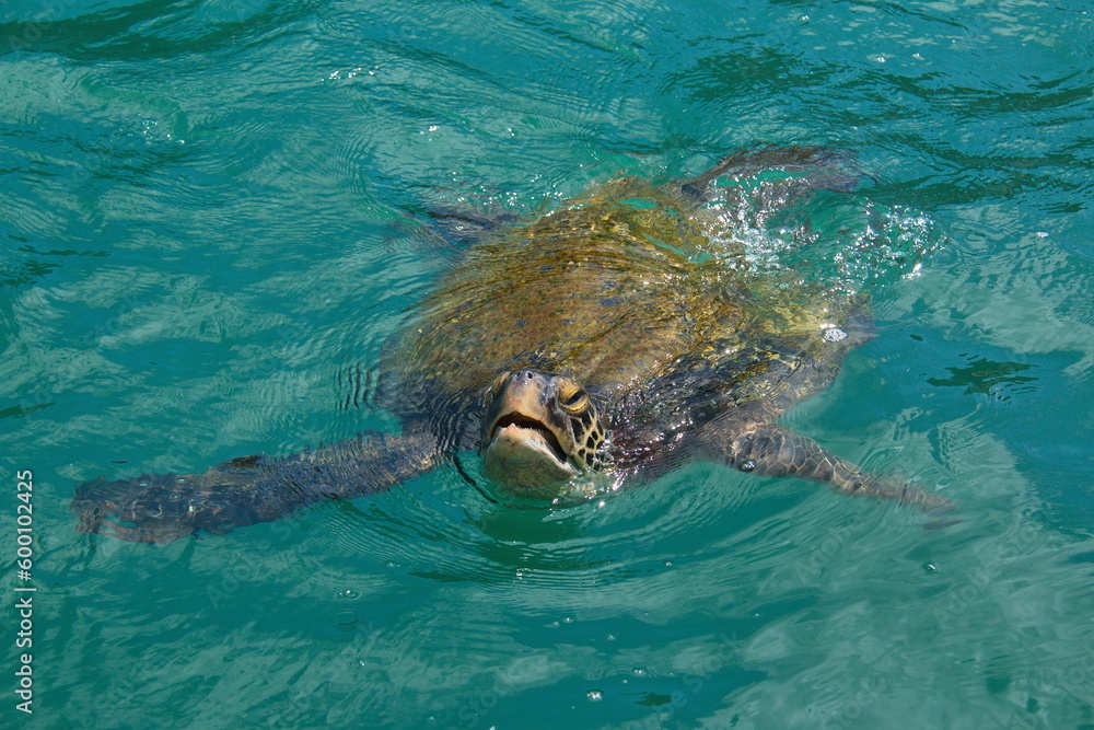 Swimming turtle at Isla de la Plata, Manabi Province, Ecuador, South America
