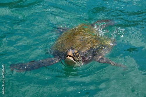 Swimming turtle at Isla de la Plata, Manabi Province, Ecuador, South America 