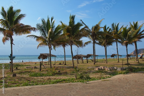 Palm trees at the beach in Puerto Lopez, Manabi Province, Ecuador, South America 