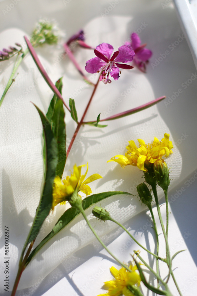 Flowering wild grass and herbs isolated on white background. Border of meadow flowers wildflowers